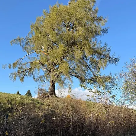 Steirer-nest アパート *